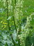 Rheum rhabarbarum, Gemüserhabarber, Färbepflanze, Färberpflanze, Pflanzenfarben,  färben, Klostergarten Seligenstadt